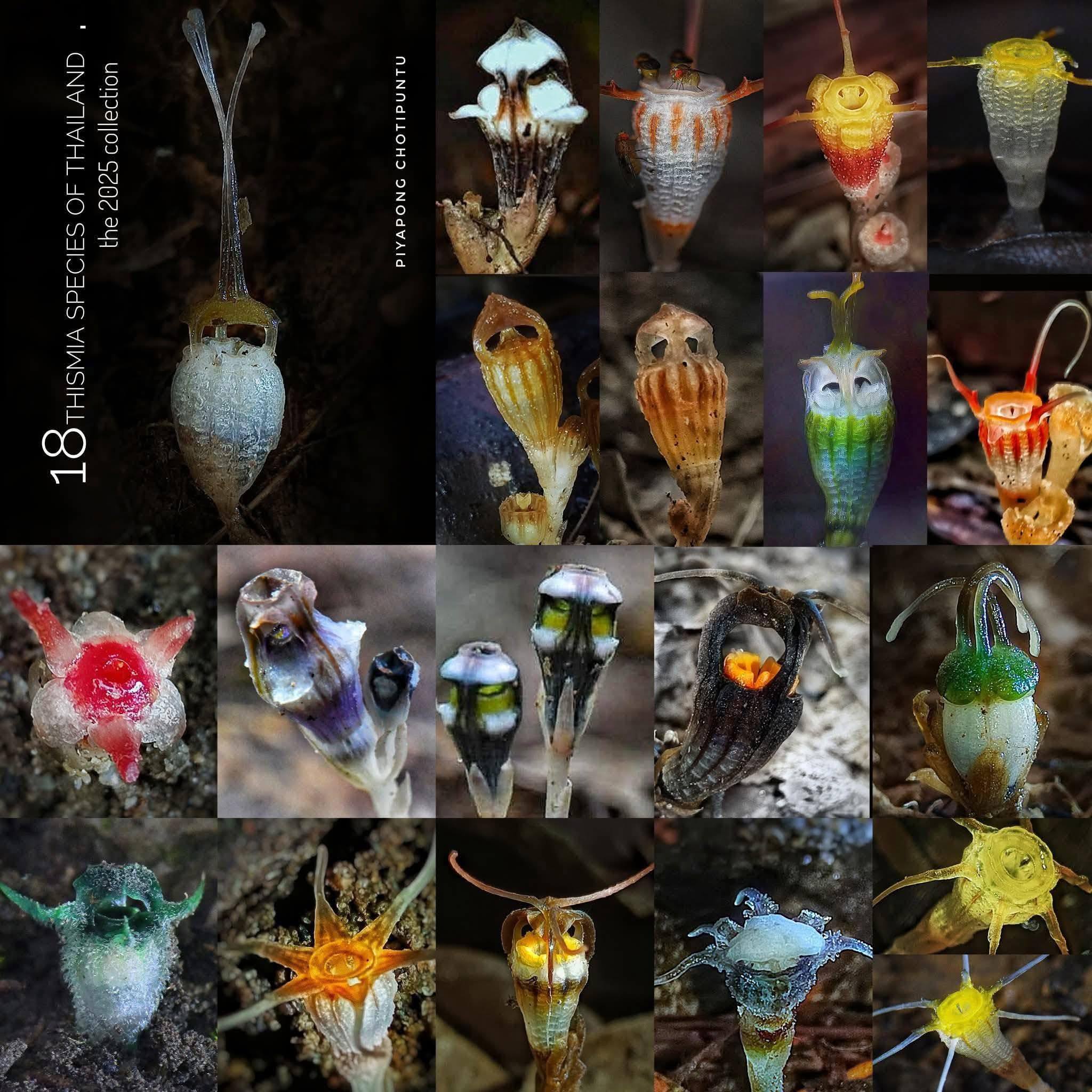 20260131_1 #พิศวงโมเดล : คือภาพจำลอง #การเมืองไทยที่เบียนแม้เห็ดและรา  The #MysteryFlowerTree - ParasiticToEvenFungi