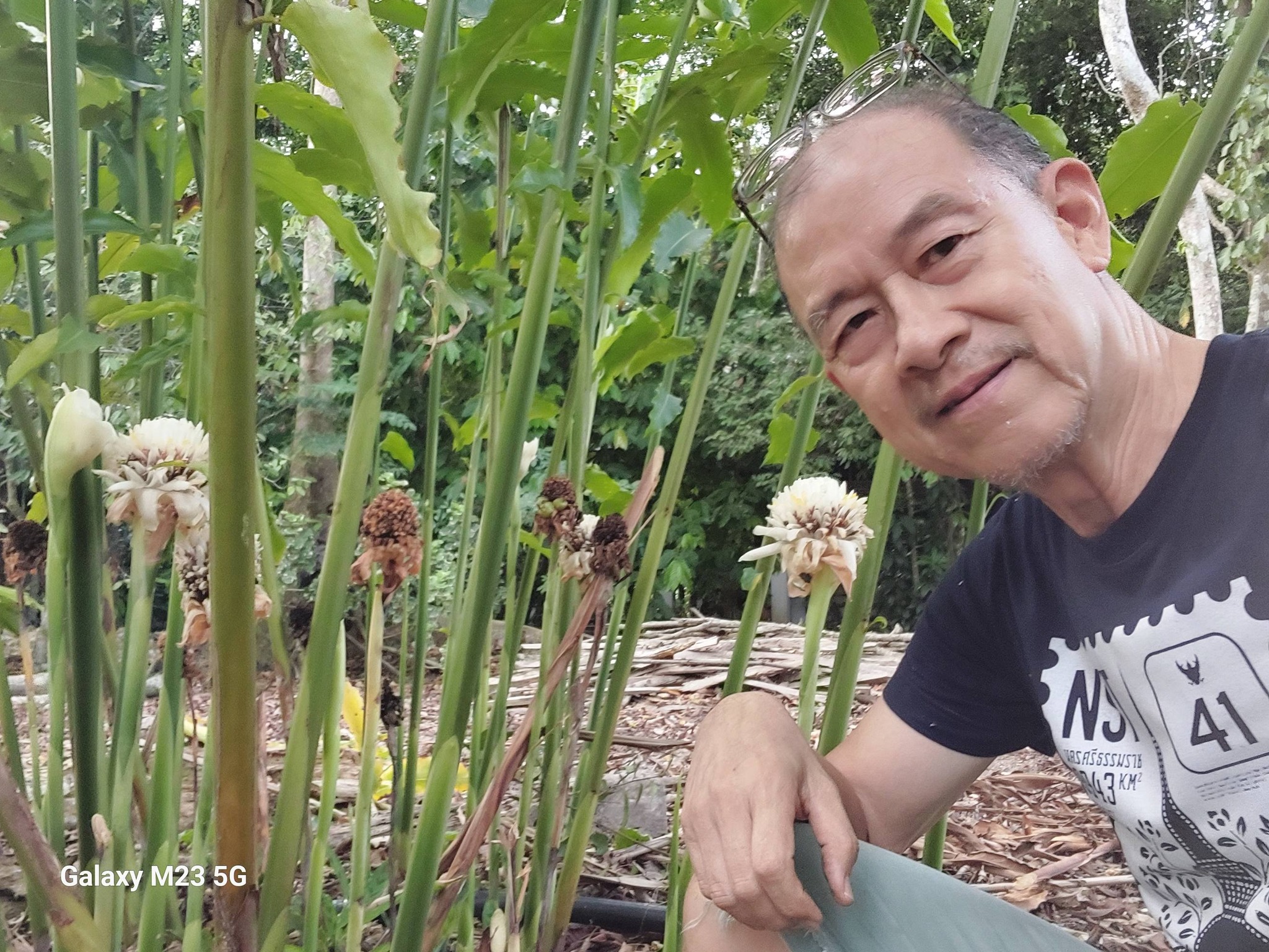 20260504_4 กับดาหลาขาวต้นทาง  TheWhiteTorchGingerFlowers