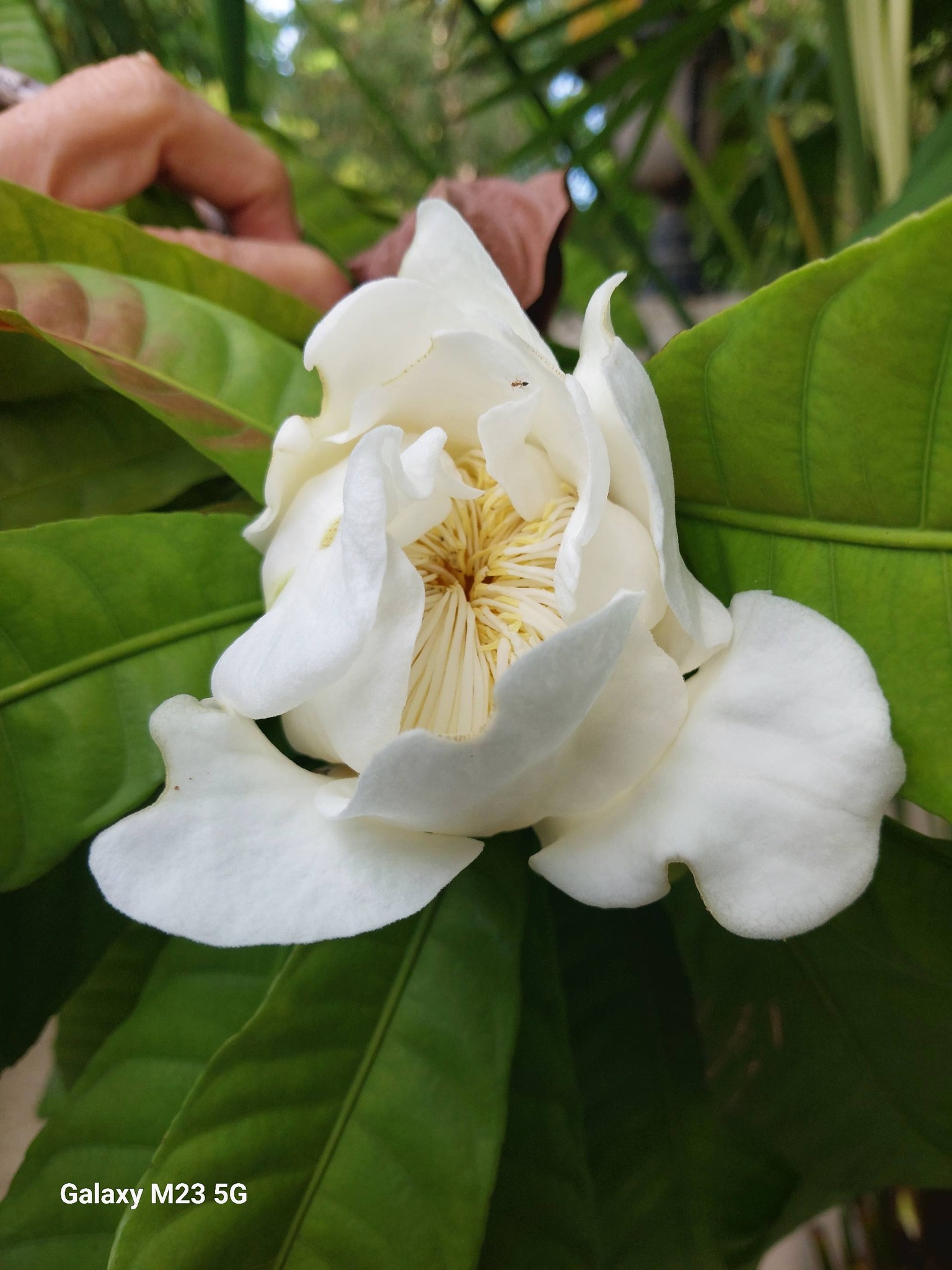 0805015