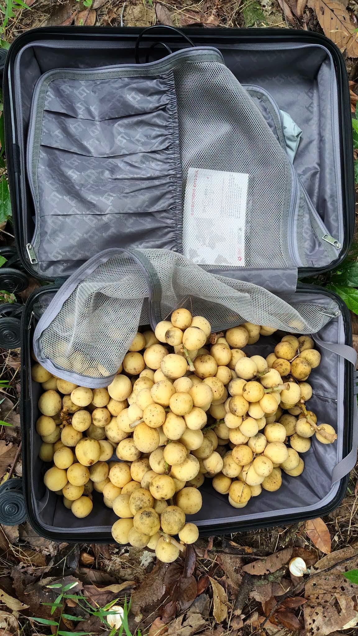 2709062